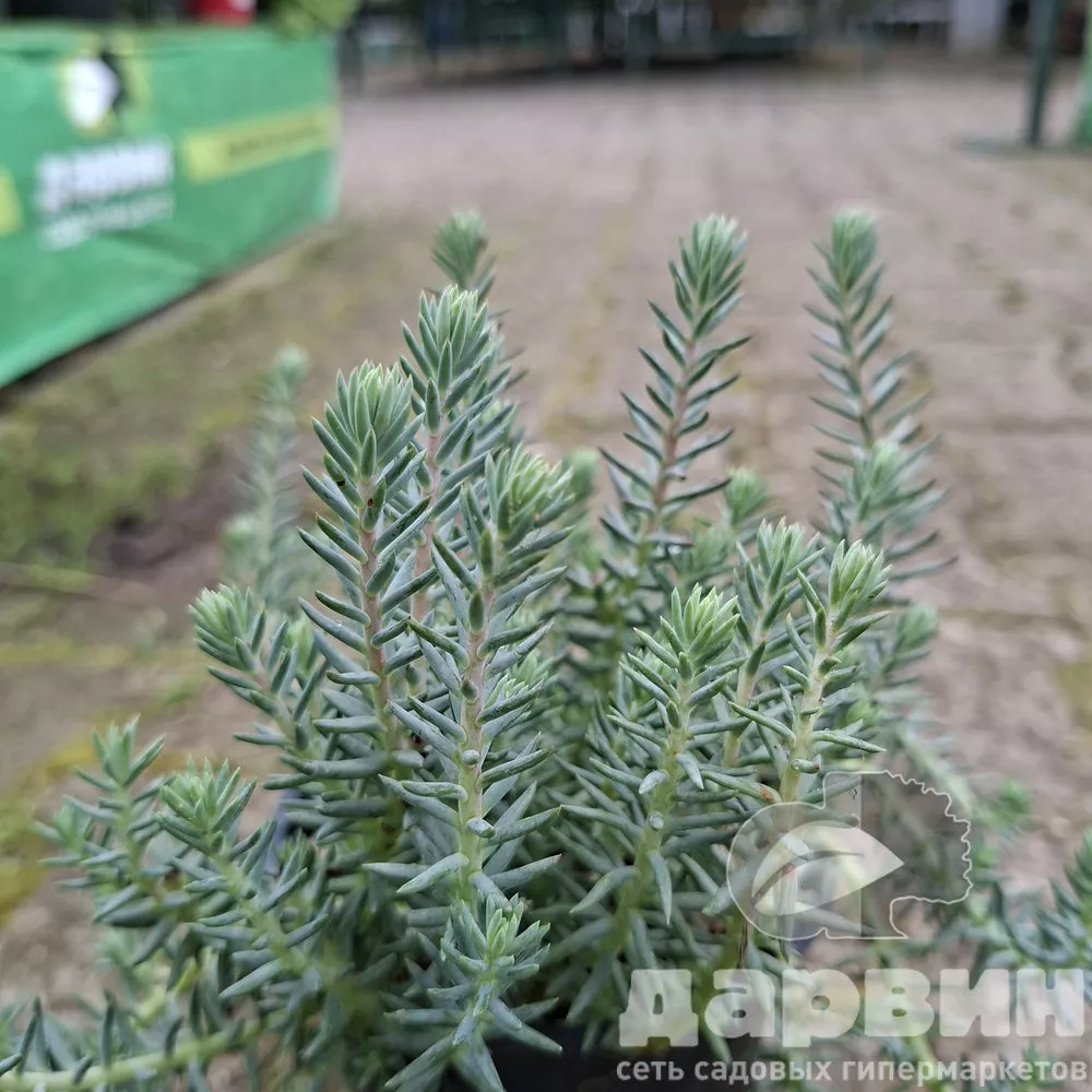 Седум Блю Спрайс d12 ХР 