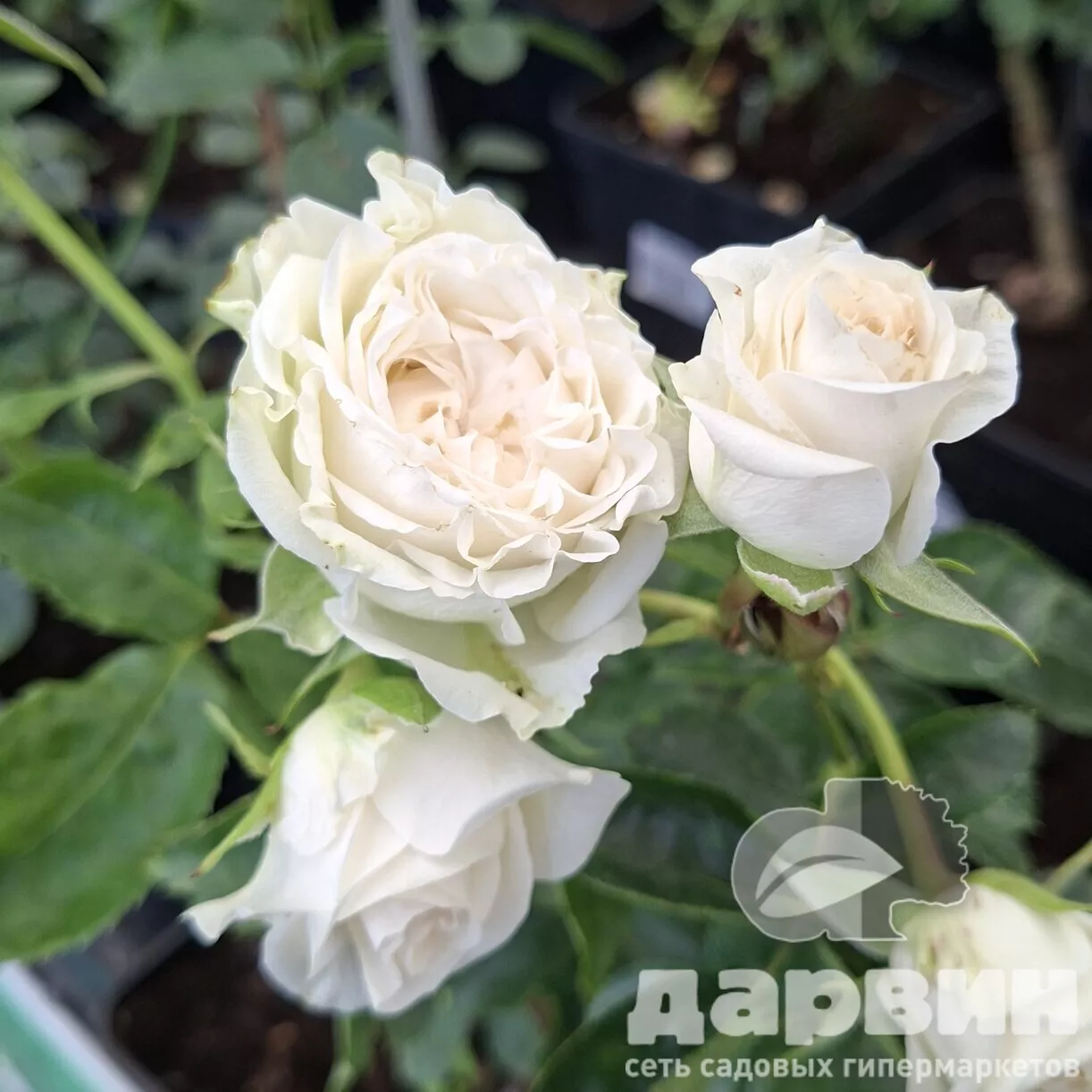 Роза спрей Вайт Бабблс v5 Lav 