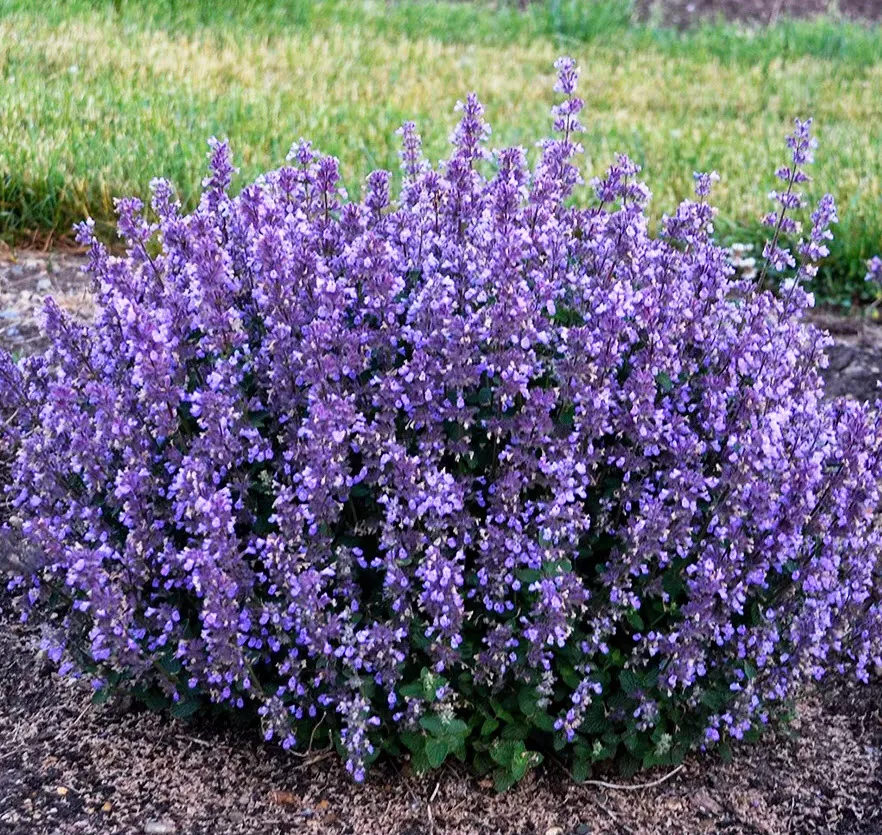 Корневище Котовник Фассена Кит Кэт 1шт. Поиск 