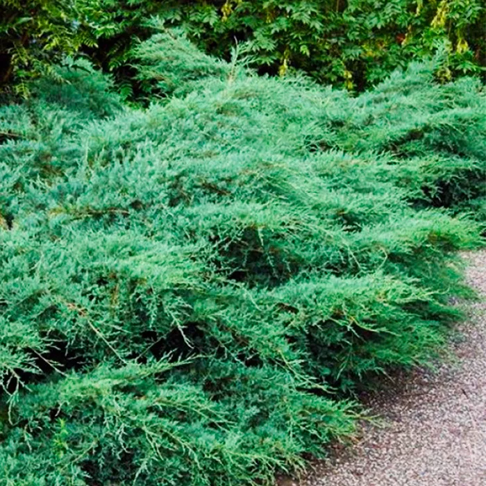 Растение Можжевельник виргинский "Грей Оул" с10 
