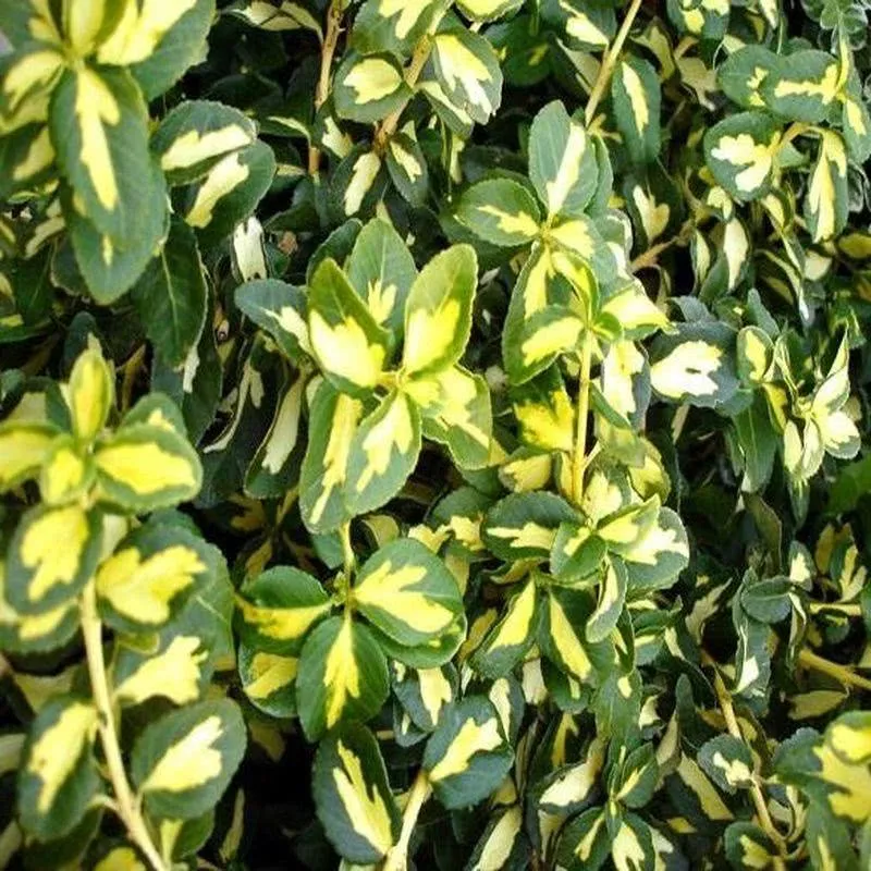 ОсновноеИзображение