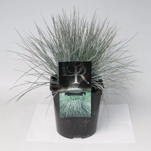 Овсяница Элая блю Р17 Tw 