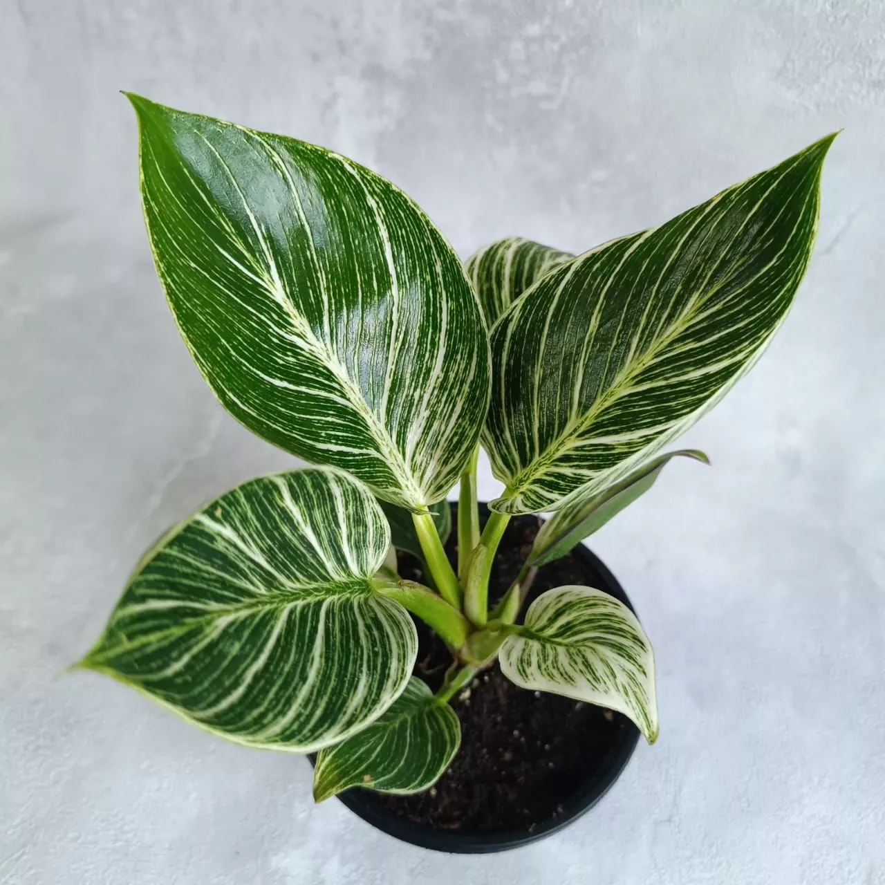 Филодендрон Биркин d12 h35 