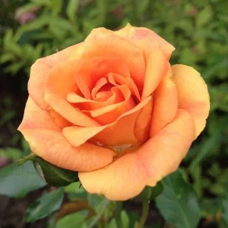 Роза флорибунда Бентхаймер Голд с5, Tim 