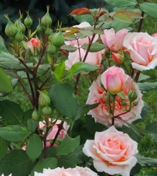 Роза шраб Поль Бокюз в коробке Биосфера 