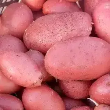 Картофель семенной сорт Фламинго Элита 2кг 
