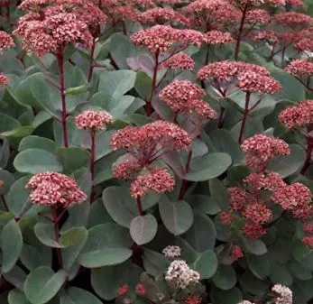 Седум Матрона р7 ХР 