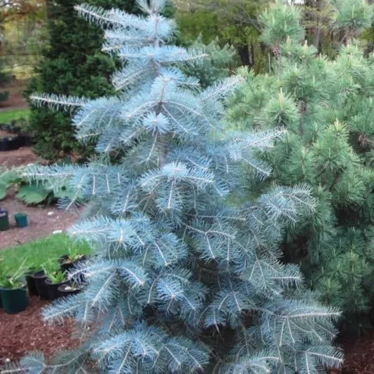 Пихта одноцветная Блю Клоак 30-40см Mt 