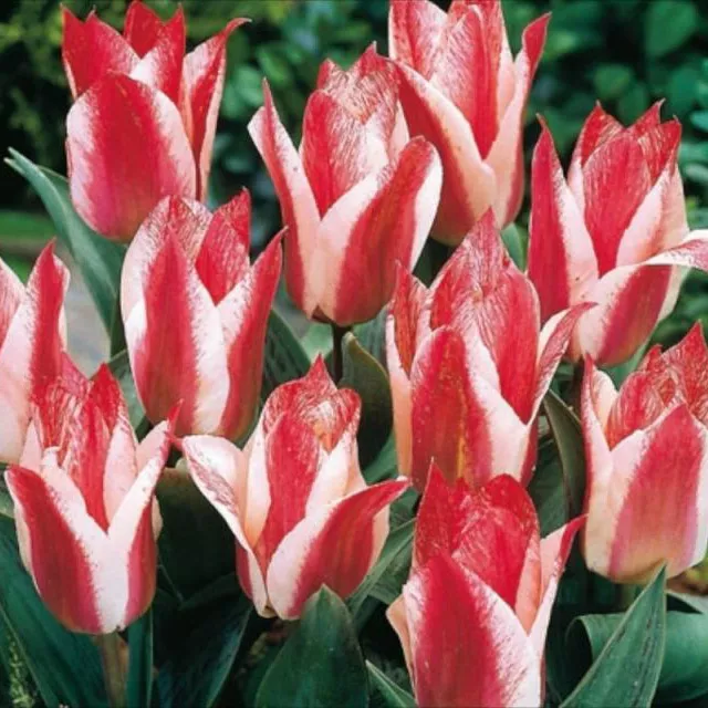 Луковица тюльпан Кзаар Петер 11/12, 10 шт/уп 