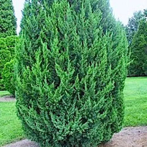 Можжевельник китайский Обелиск 180-200 