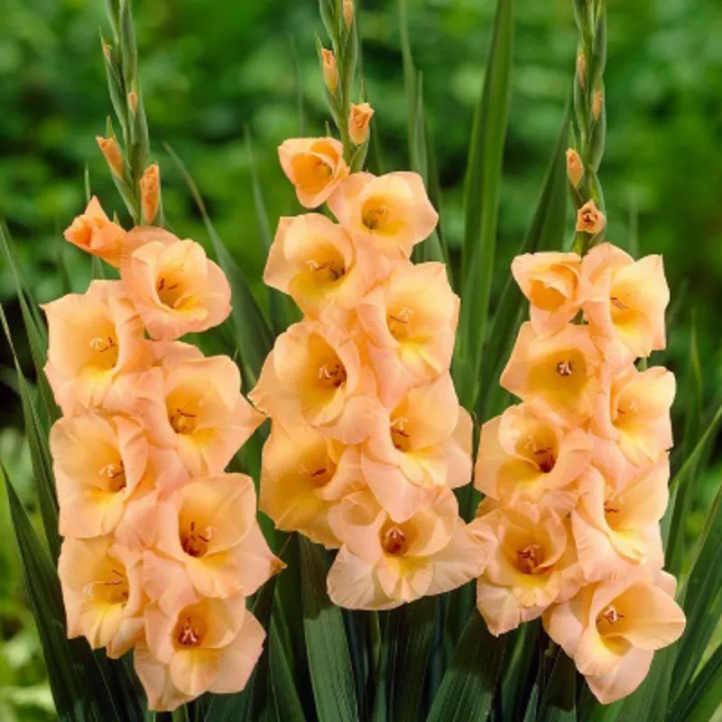 Луковица Гладиолус Эста Бонита 12/14 10шт 