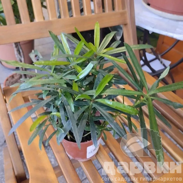 Бонсай Подокарпус Макрофилус d9 ХР 