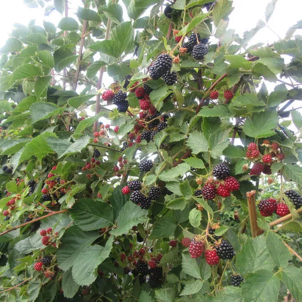 Ежевика Лох Мери P9 Tim 