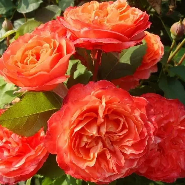 Роза шраб Эмильен Гийо в коробке Биосфера 