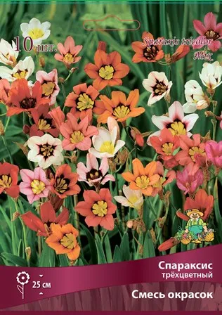 Клубень Спараксис трёхцветный Cмесь окрасок 5/+ 10шт Поиск 