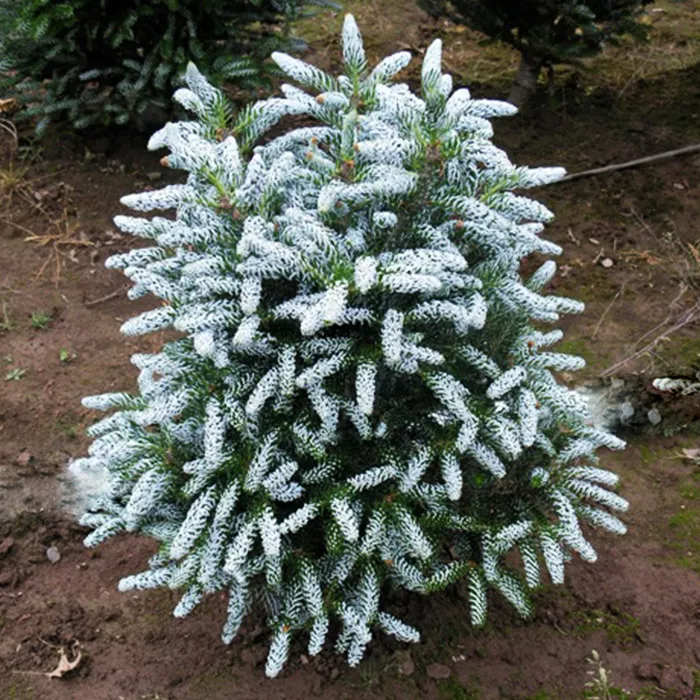 Растение пихта корейская Сильбер стар с2-3 2-летка Yos 