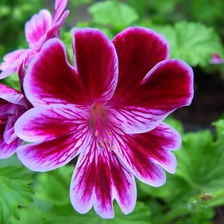 Герань v3 Push 