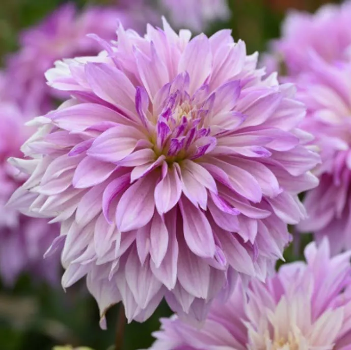 Клубень Георгина декоративная Лабиринт Тутоун 1шт. Поиск 