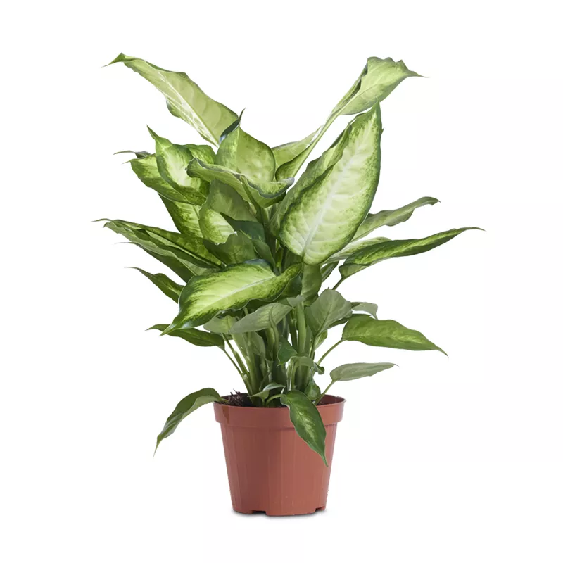 Диффенбахия Ами d12 h35 