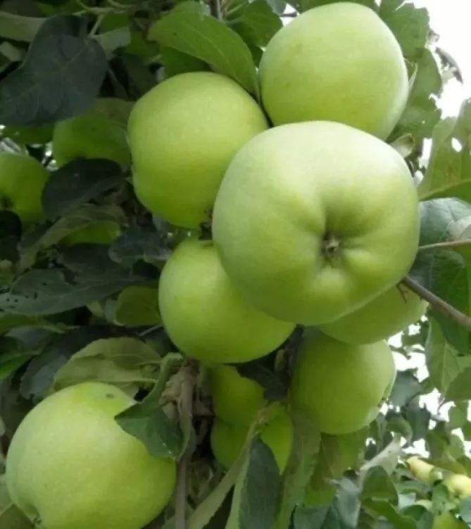 Яблоня Антоновка обыкновенная С7,5 100-140 ЦО 