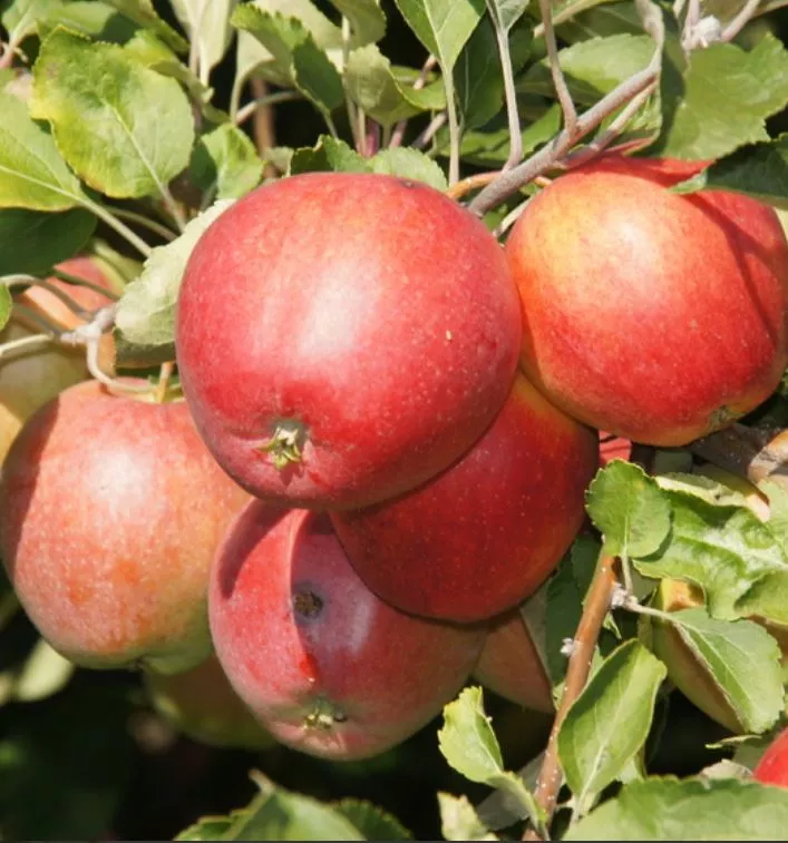 Яблоня Пепин Шафранный С7,5 100-140 ЦО 