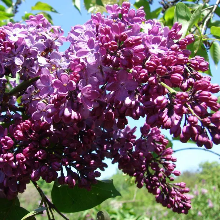 Сирень обыкновенная Рум вон Хорнстейн P23 h50-70 TW 