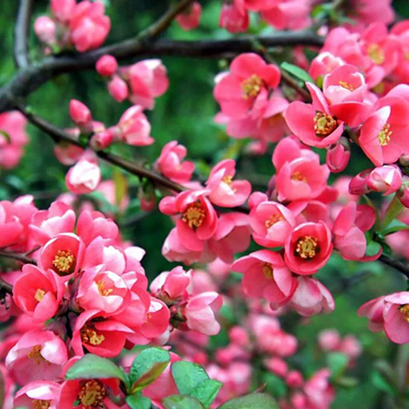 Айва японская Пинк Триал v2 h15-20 