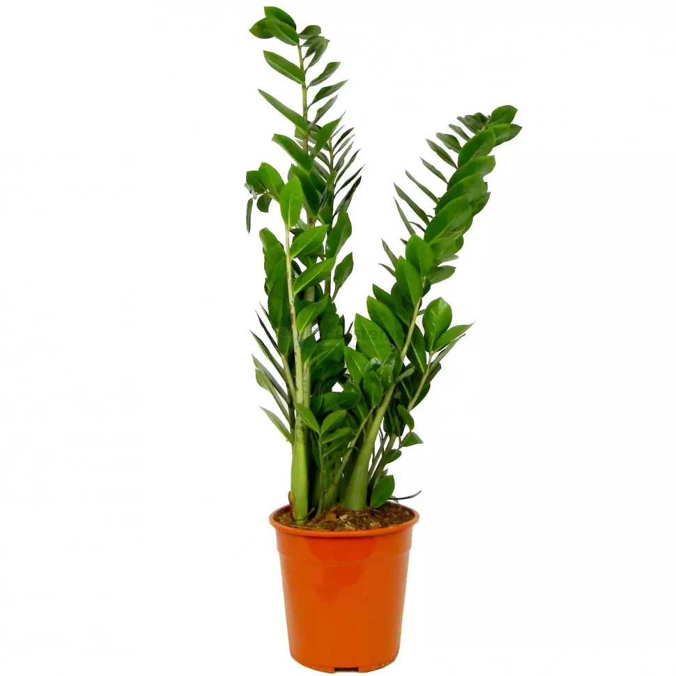 Замиокулькас Замифолия d27 h90 