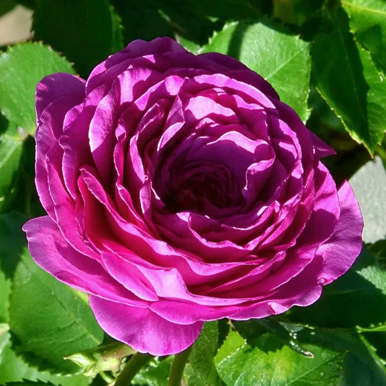 IMG_20260426_221521_651