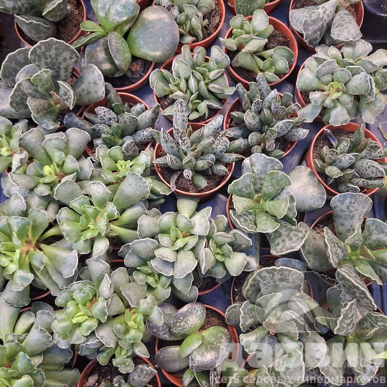 Адромискус микс d5,5 h8 