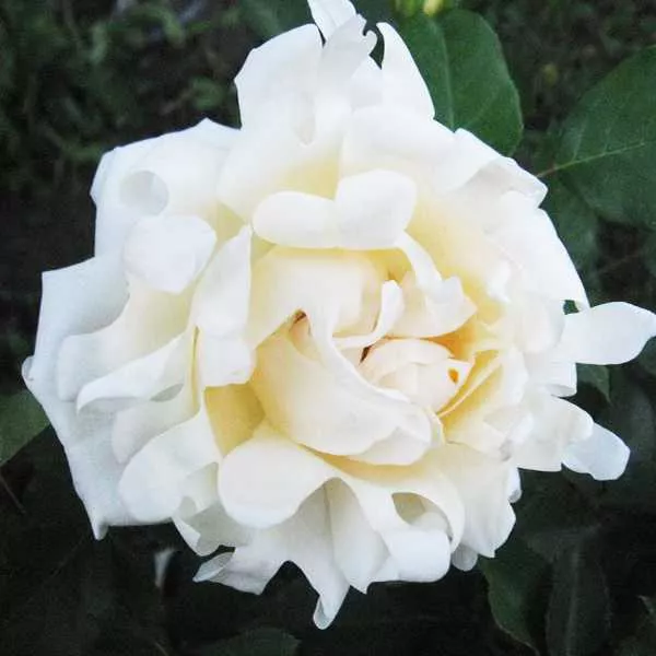 Роза флорибунда Раффлс Квин v5 Lav 