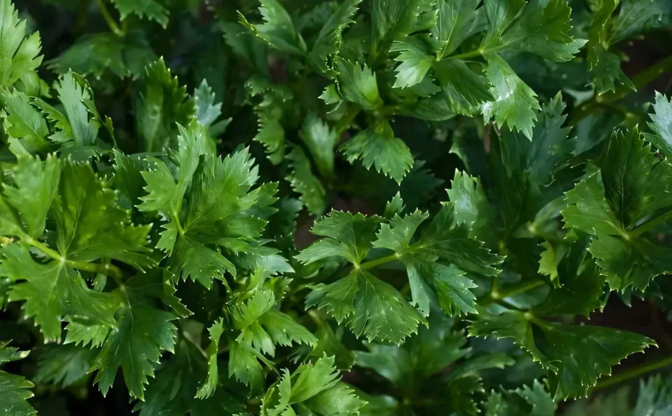 Рассада Сельдерей листовой Бодрость к6 ХР 