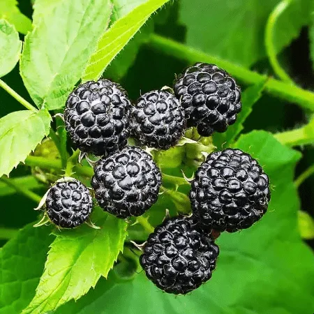 Малина Блек джевел черная v2 Tim 