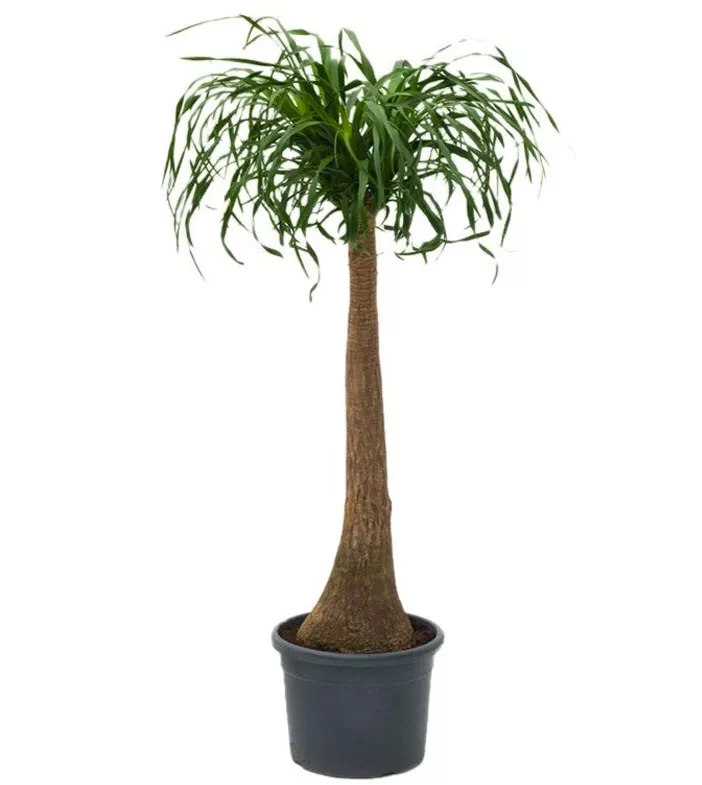 Нолина штамбовая d27 h110 