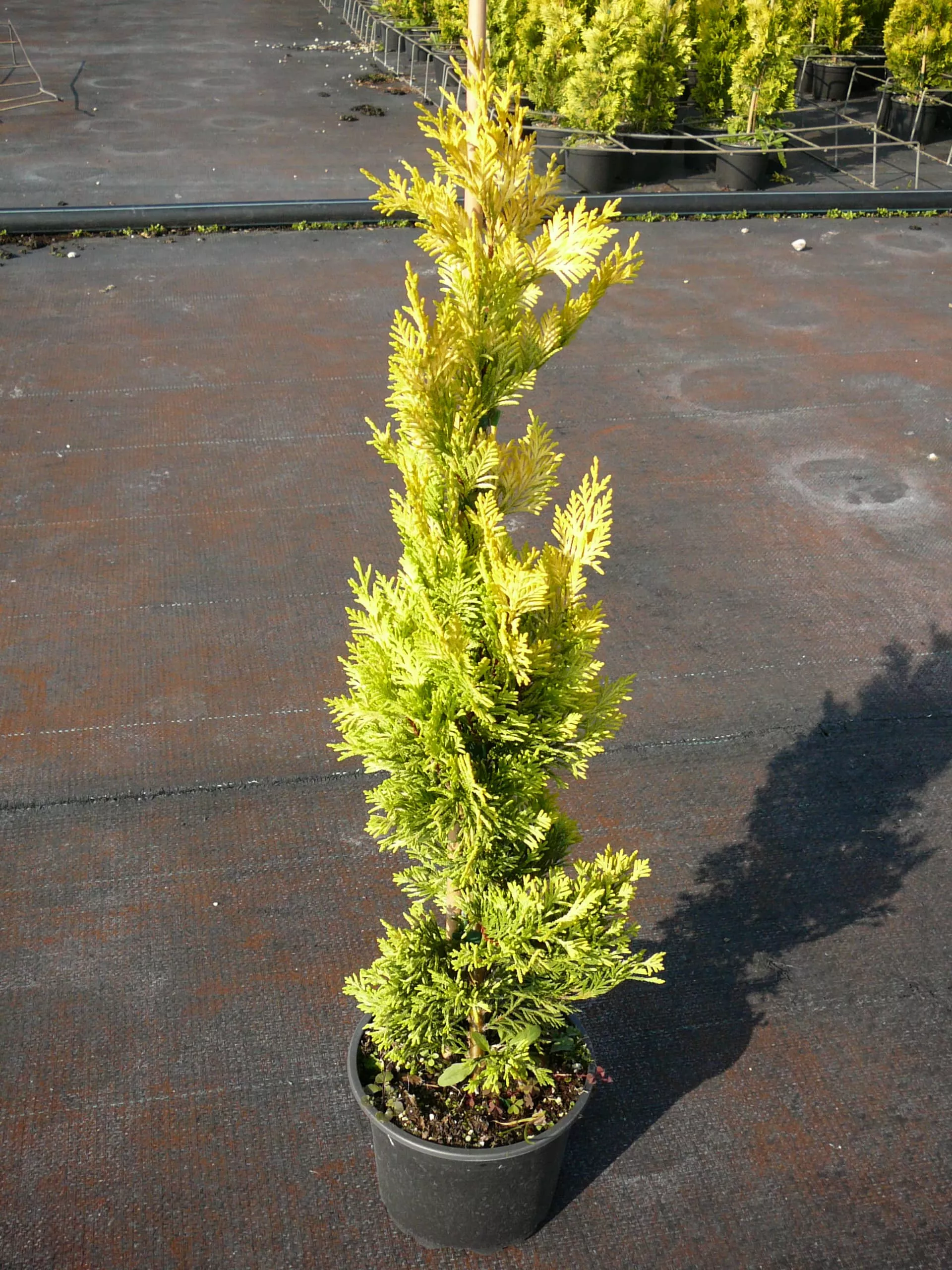 Купрессоципарис лейланда Голд Ривер v2 Lav 