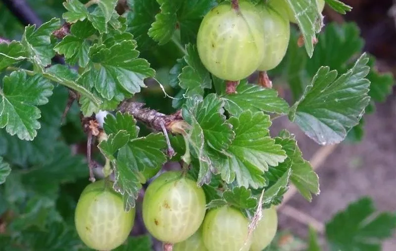 Крыжовник Шалун зелен v5 Tim 