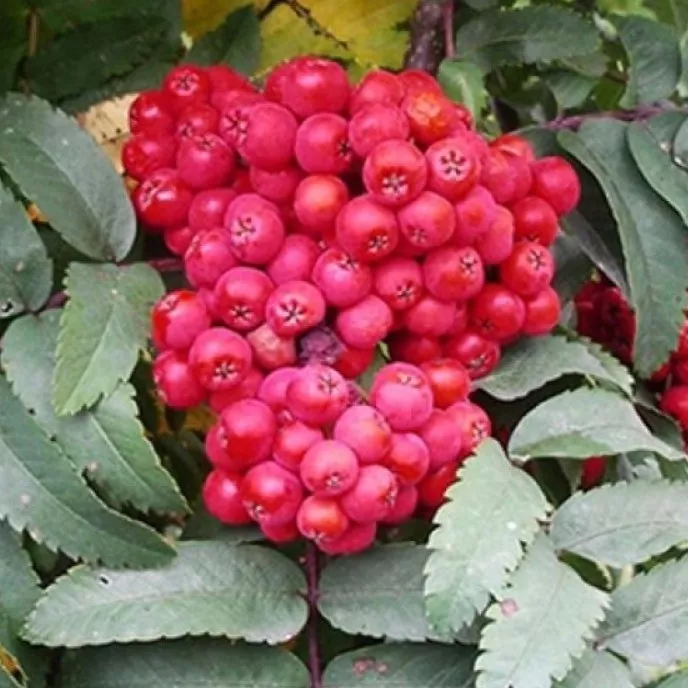 Рябина Сказочная v7 100-140 Tim 