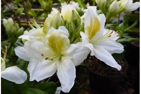 Азалия Персил c5 