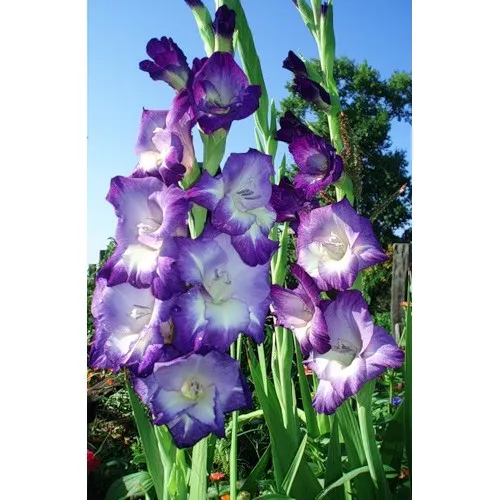 Луковица Гладиолус Кингс Линн 7шт/уп 