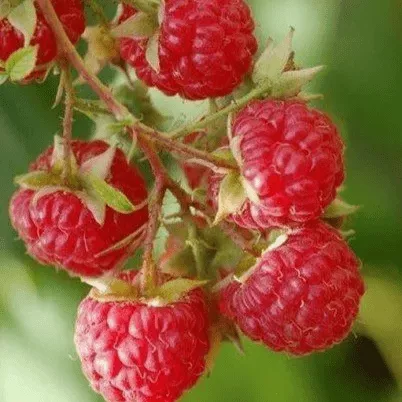 Мишутка Малина