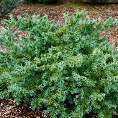 Растение лиственница кемпфера Волтендинген C5-10 20-25 cm Tim-Sh-Mt 
