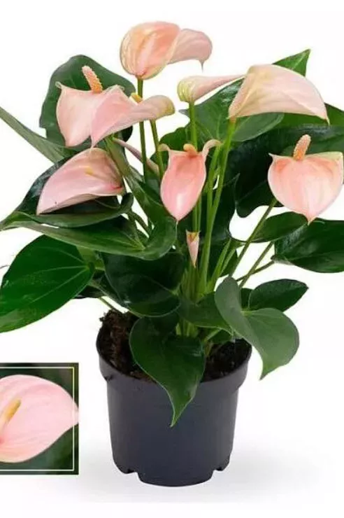 Антуриум Андреанум Спирит d9 h25 