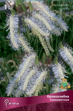 Корневище Кровохлебка тонколистная I 1шт Поиск 