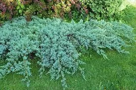 Можжевельник чешуйчатый Блю Карпет v7,5 30-50 Bor 