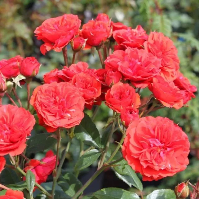 Роза бордюрная Ред Бебифлор v5 Lav 