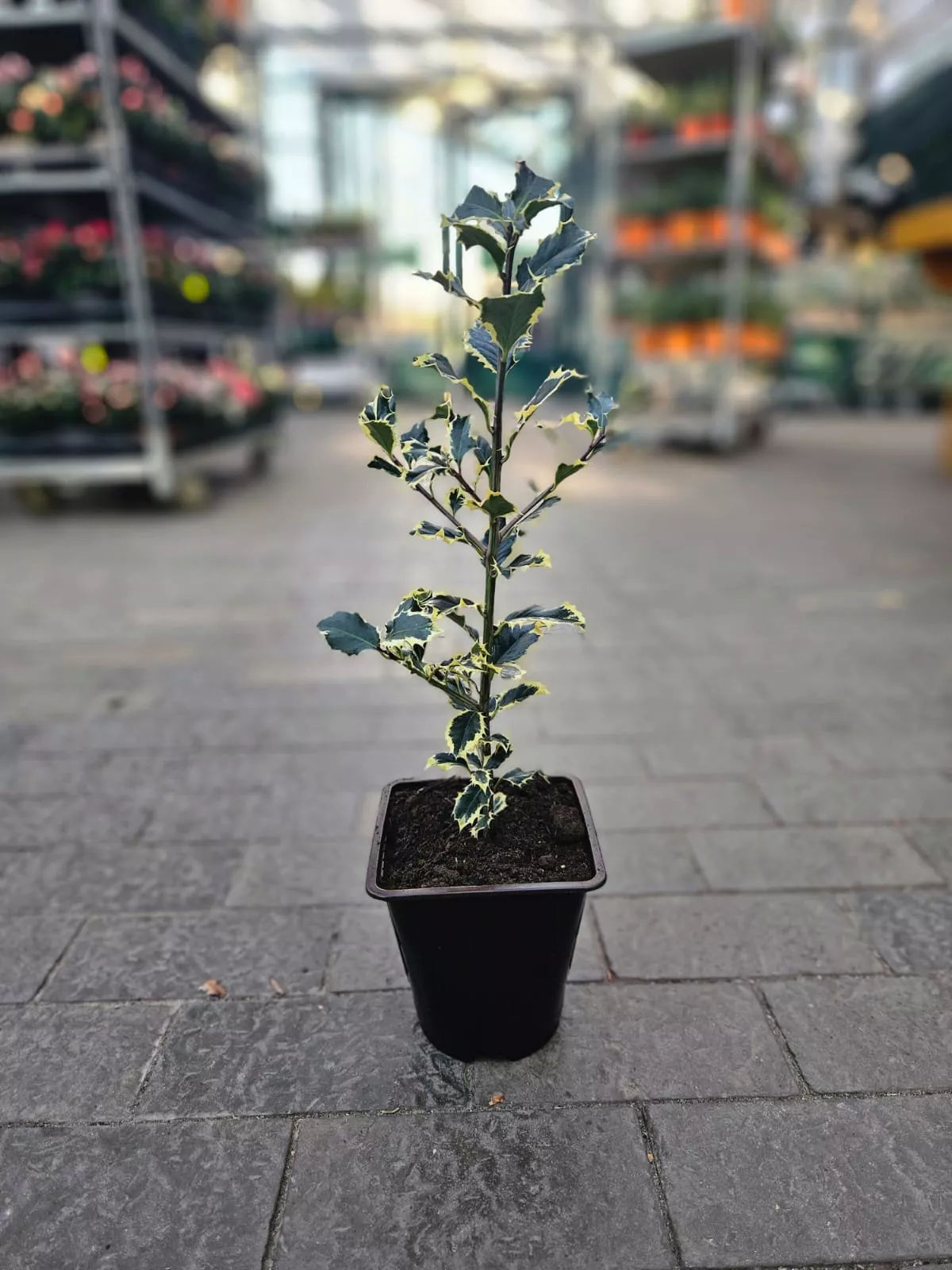 Падуб остролистный Аргентеа Маргината v2 Lav 