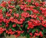 Бегония гибридная p9 Цм 