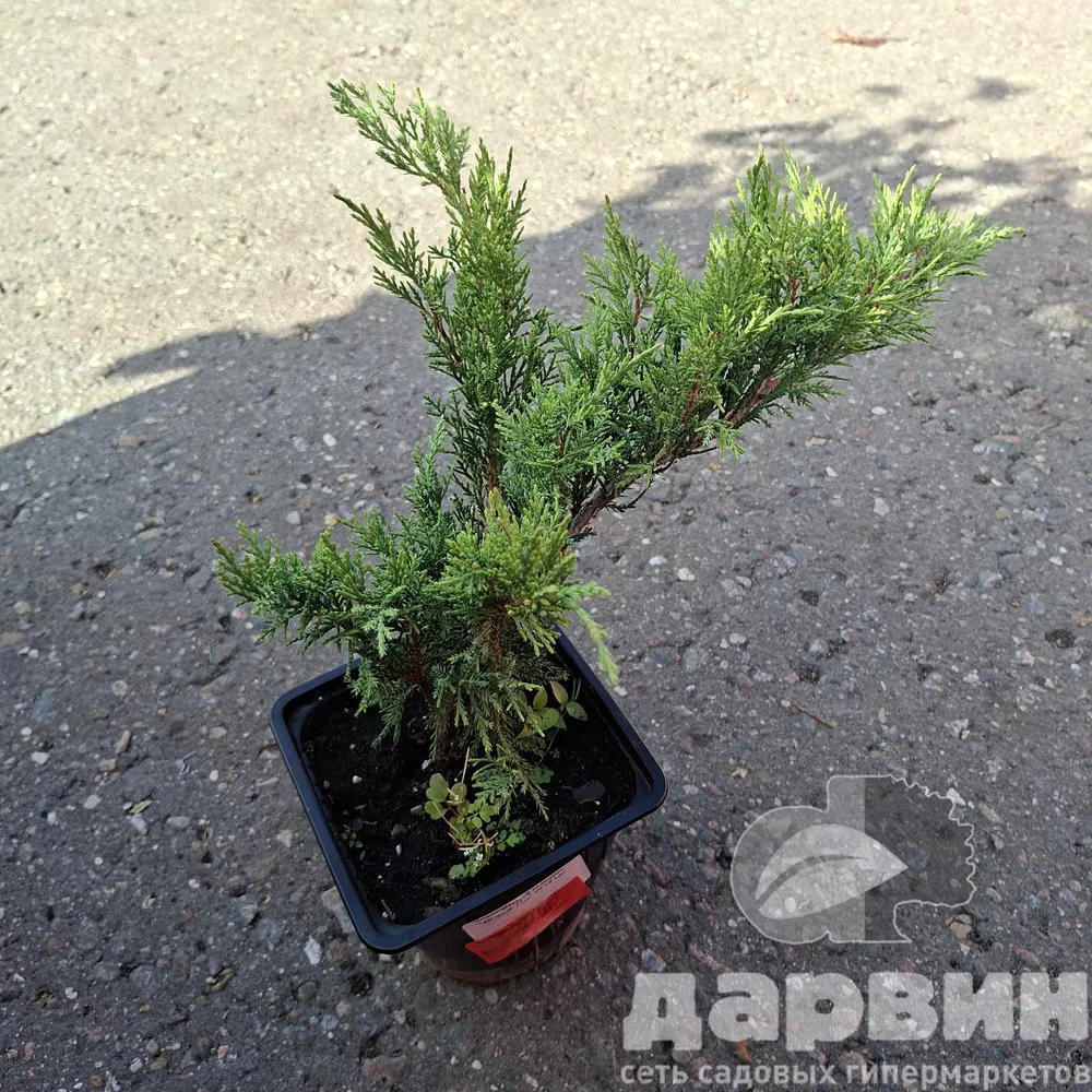 Можжевельник казацкий Тамарисцифолия v2 Lav по цене  Можжевельник казацкий Тамарисцифолия v2 Lav