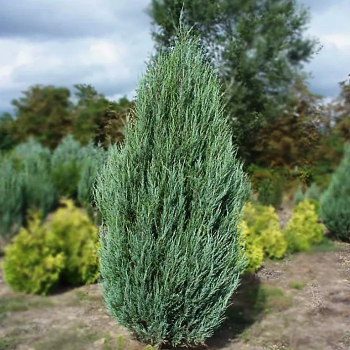 Растение можжевельник скальный Skyrocket C3 80-100 Bor 2017 