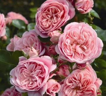 Роза  флорибунда Байландо в коробке Биосфера 